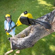 Best Tree Health Inspection  in Fletcher, OK